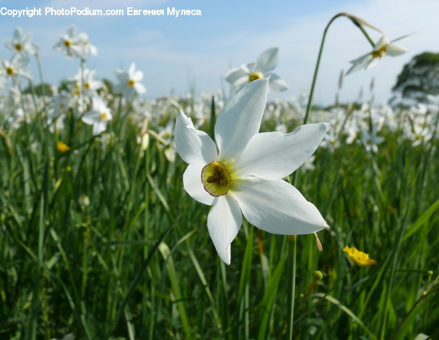 Blossom, Daffodil, Flora, Flower, Plant, Amaryllidaceae, Cosmos