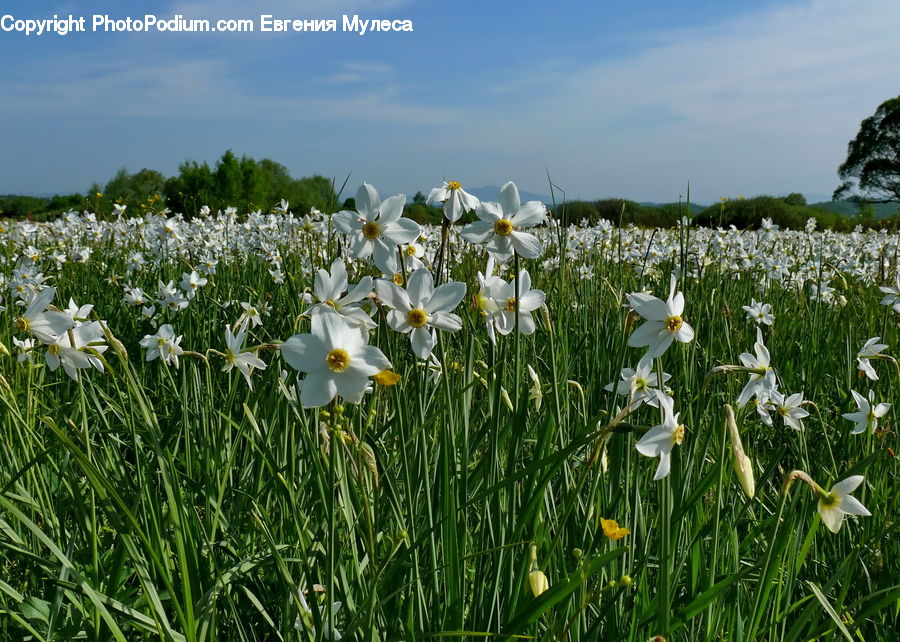 Blossom, Daffodil, Flora, Flower, Plant, Crocus, Daisies