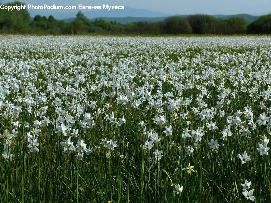 Blossom, Daffodil, Flora, Flower, Plant, Amaryllidaceae, Field