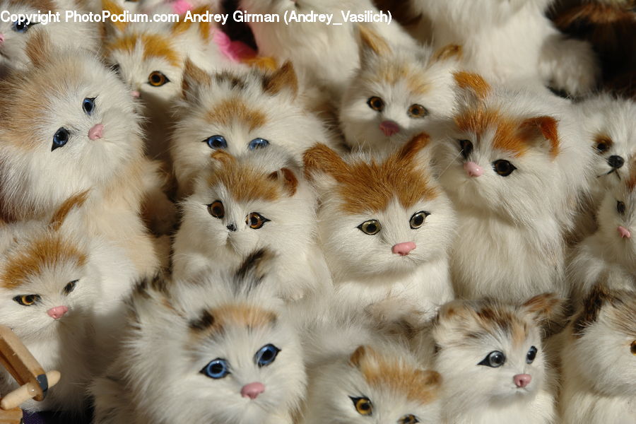 Animal, Cat, Kitten, Mammal, Pet, Crowd, Canine