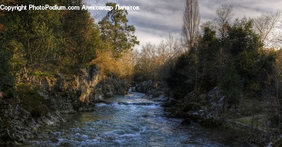 Creek, Outdoors, River, Water, Forest, Vegetation, Blossom