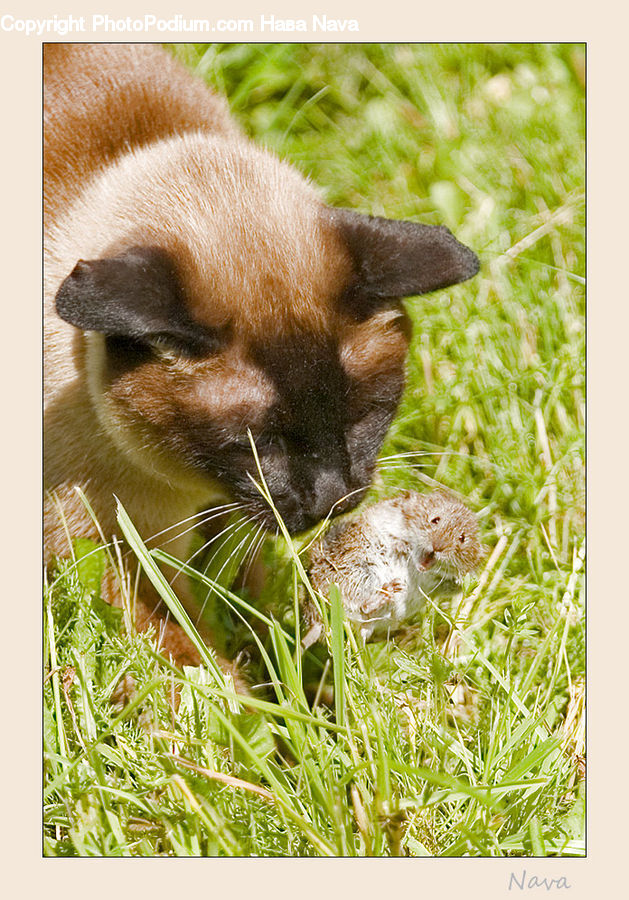 Animal, Cat, Pet, Siamese, Abyssinian, Mammal, Field