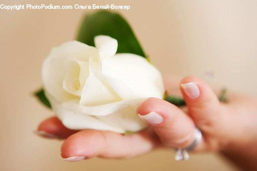 Blossom, Flower, Plant, Rose, Flora, Petal, Manicure