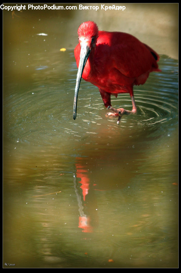 Bird, Crane Bird, Heron, Beak, Chicken, Cock Bird, Fowl