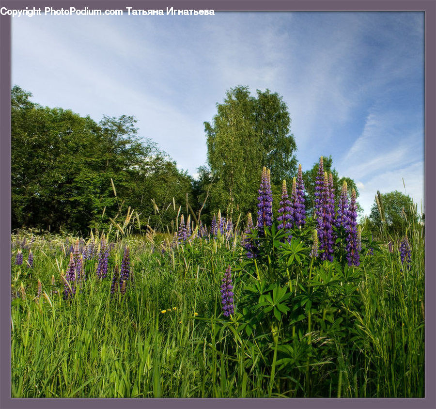 Flower, Lupin, Plant, Blossom, Crocus, Flora, Field
