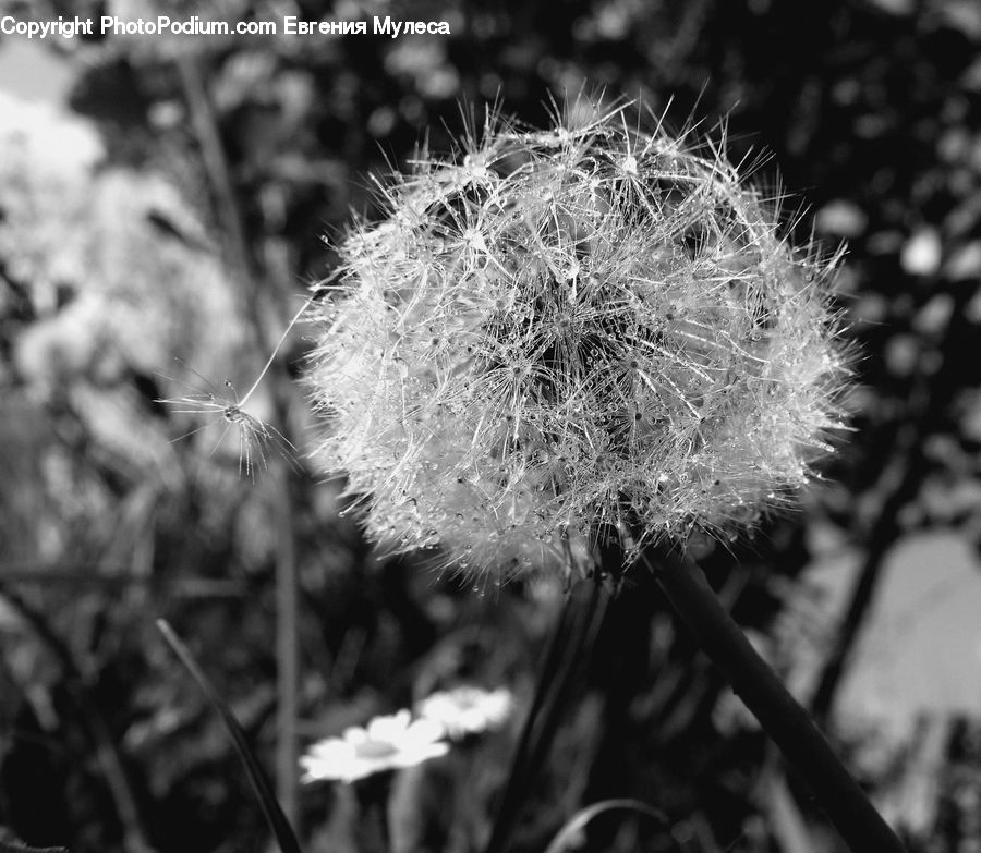 Plant, Blossom, Flora, Flower, Asteraceae, Aster, Dandelion
