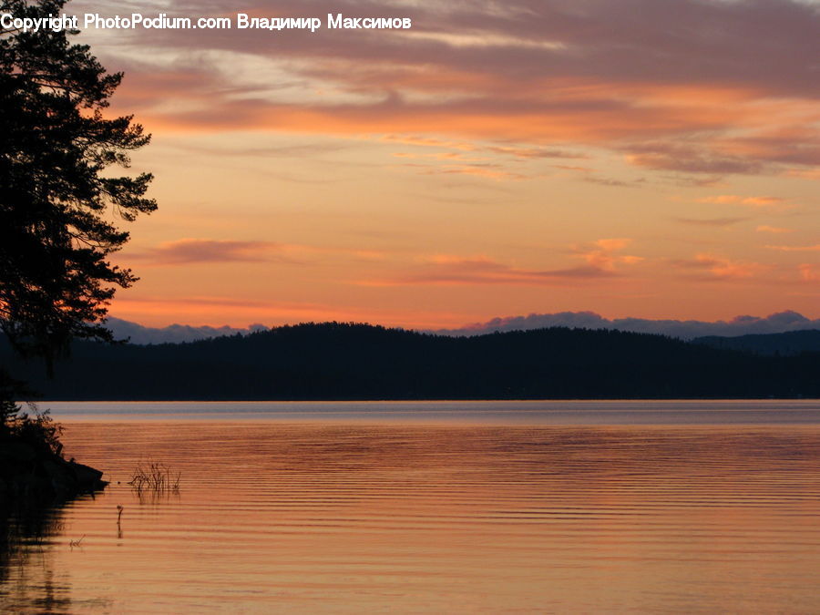 Conifer, Fir, Pine, Plant, Spruce, Tree, Dawn