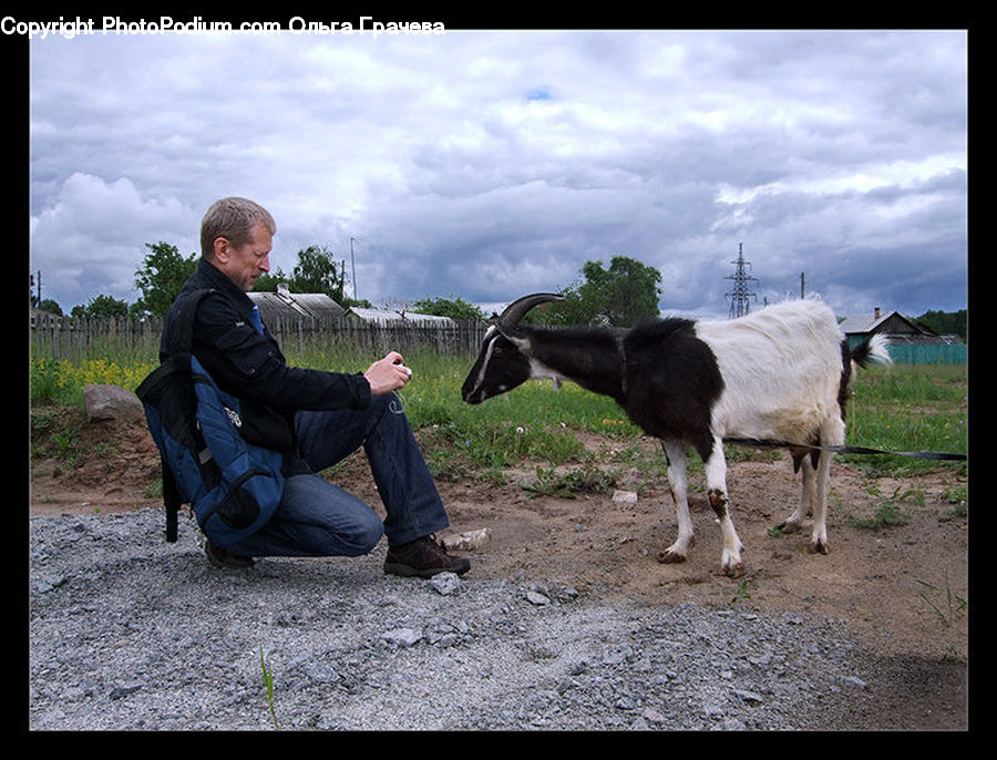 People, Person, Human, Animal, Goat, Mammal, Mountain Goat