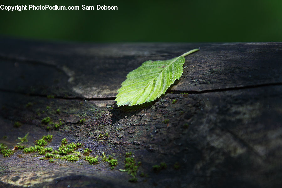 Plant, Sprout, Cricket Insect, Grasshopper, Insect, Leaf, Maple