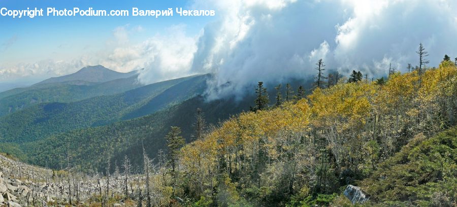 Conifer, Fir, Plant, Tree, Mountain, Mountain Range, Outdoors