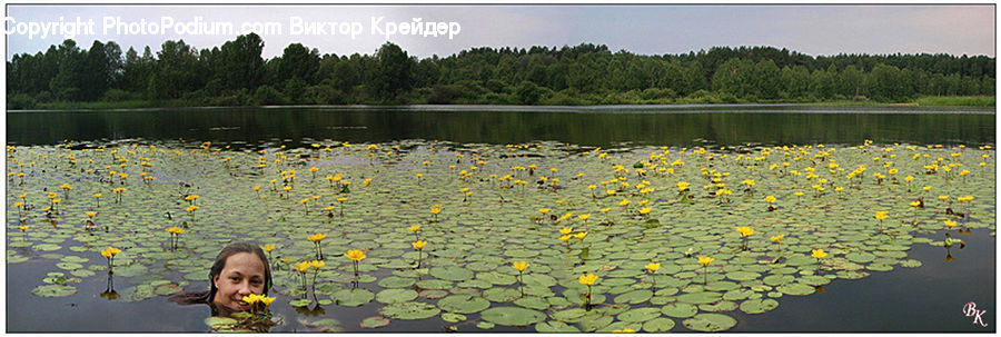 Leisure Activities, Blossom, Flora, Flower, Plant
