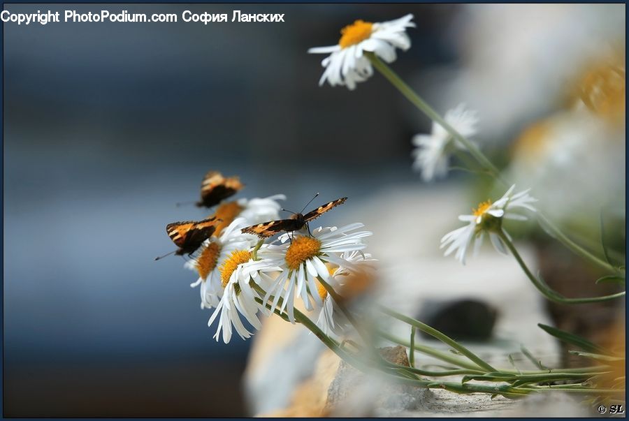 Flora, Pollen, Daisies, Daisy, Flower, Plant, Aster