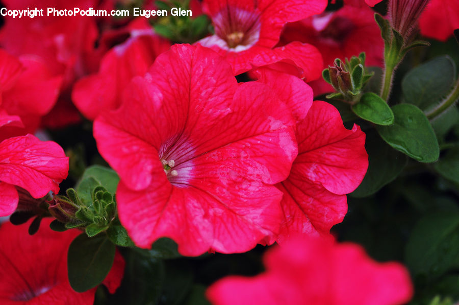 Blossom, Flora, Flower, Geranium, Plant, Petal, Tulip