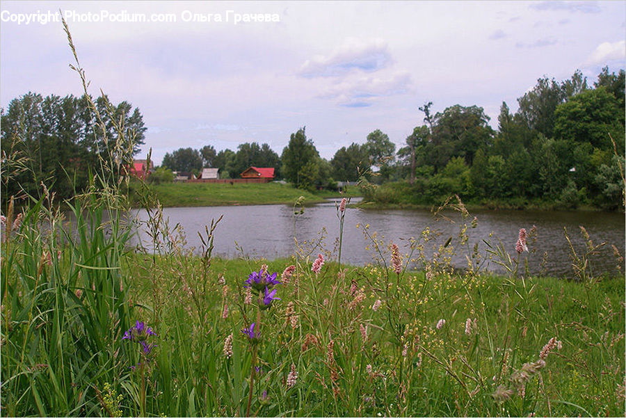 Flora, Flower, Iris, Plant, Field, Grass, Grassland