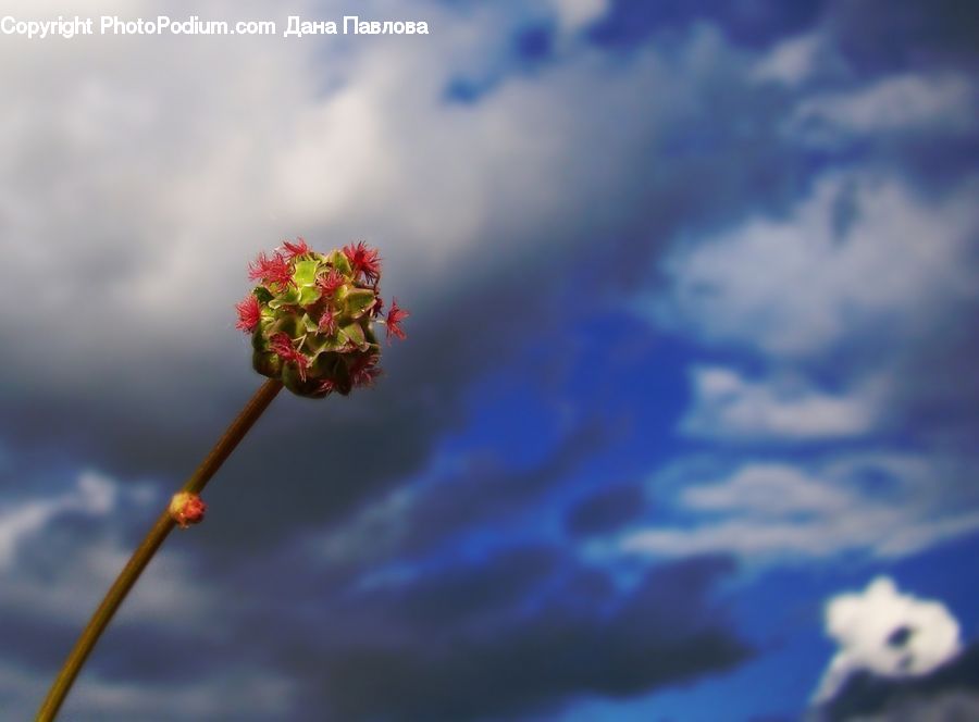 Cactus, Plant, Blossom, Flora, Flower, Geranium, Outdoors