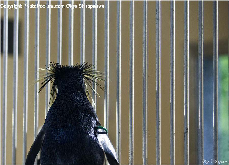 Bird, Blackbird, Crow