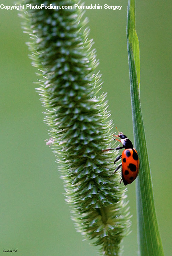 Butterfly, Insect, Invertebrate, Conifer, Fir, Plant, Tree