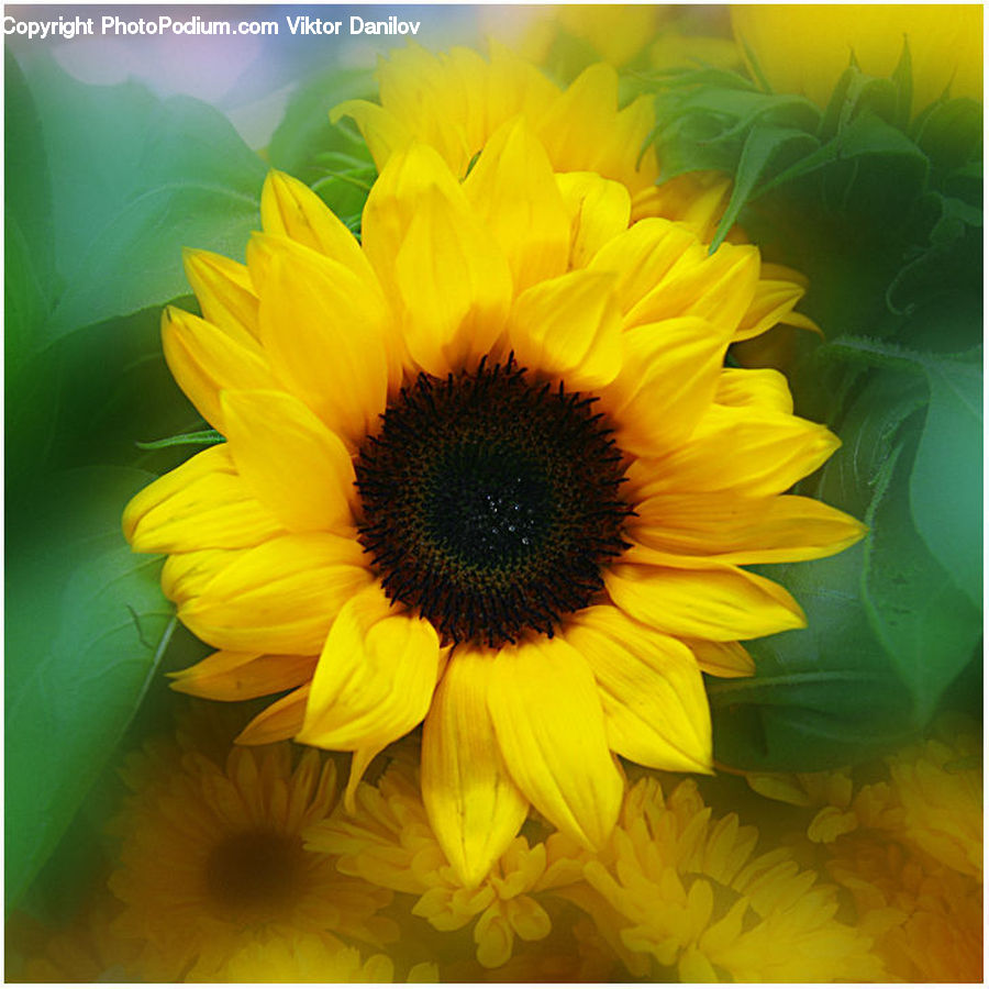 Blossom, Flora, Flower, Plant, Sunflower, Daffodil, Petal