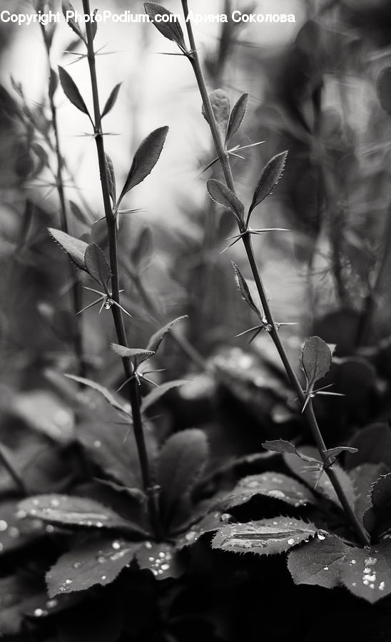 Plant, Potted Plant, Blossom, Flora, Flower, Grass, Reed