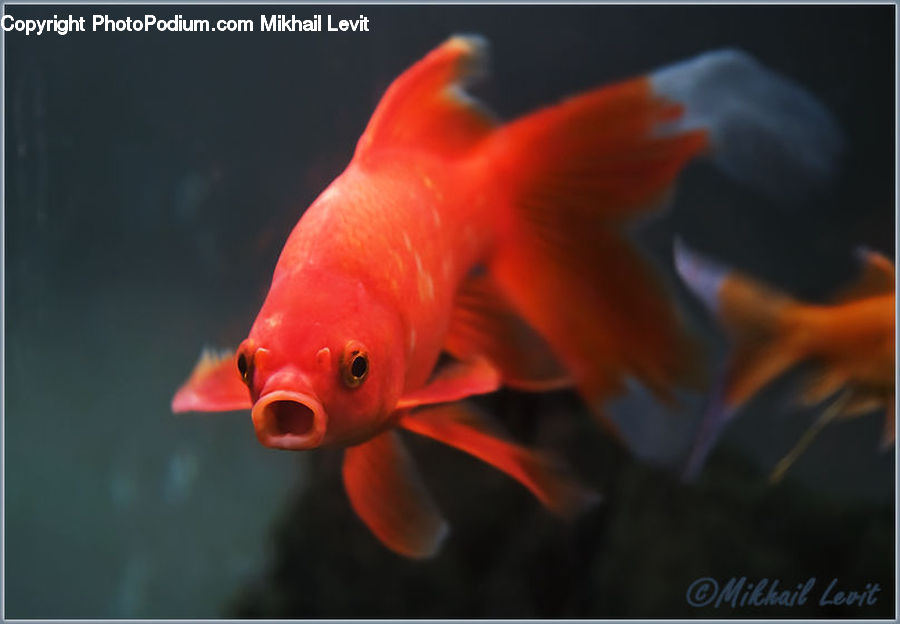 Carp, Fish, Koi, Sea Life, Goldfish, Blossom, Crocus