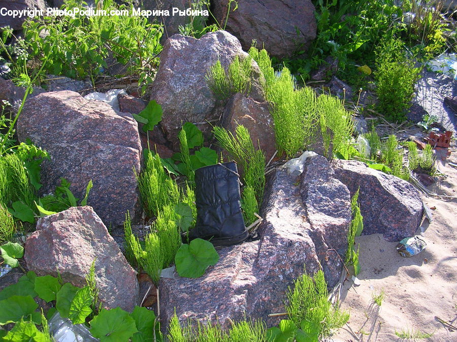Plant, Vine, Conifer, Fir, Tree, Soil, Rock