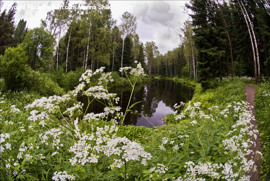 Apiaceae, Blossom, Plant, Outdoors, Pond, Water, Flora