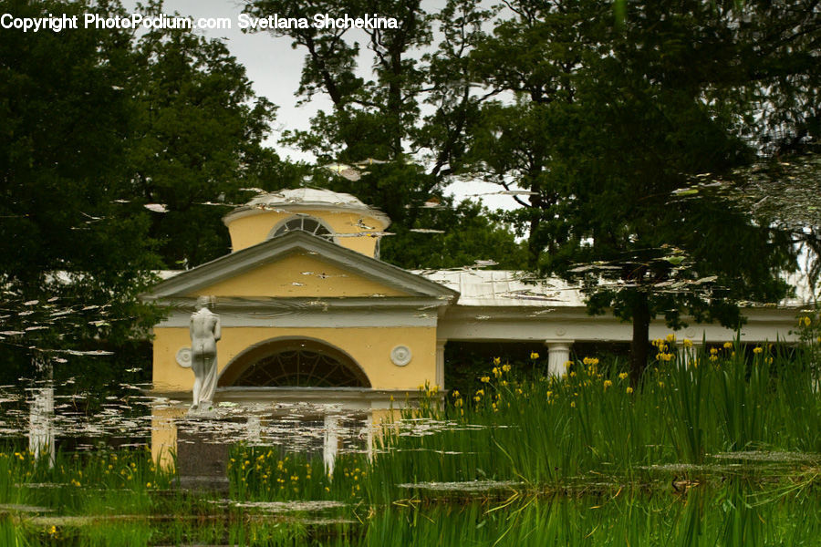 Plant, Potted Plant, Gazebo, Field, Grass, Grassland, Fir