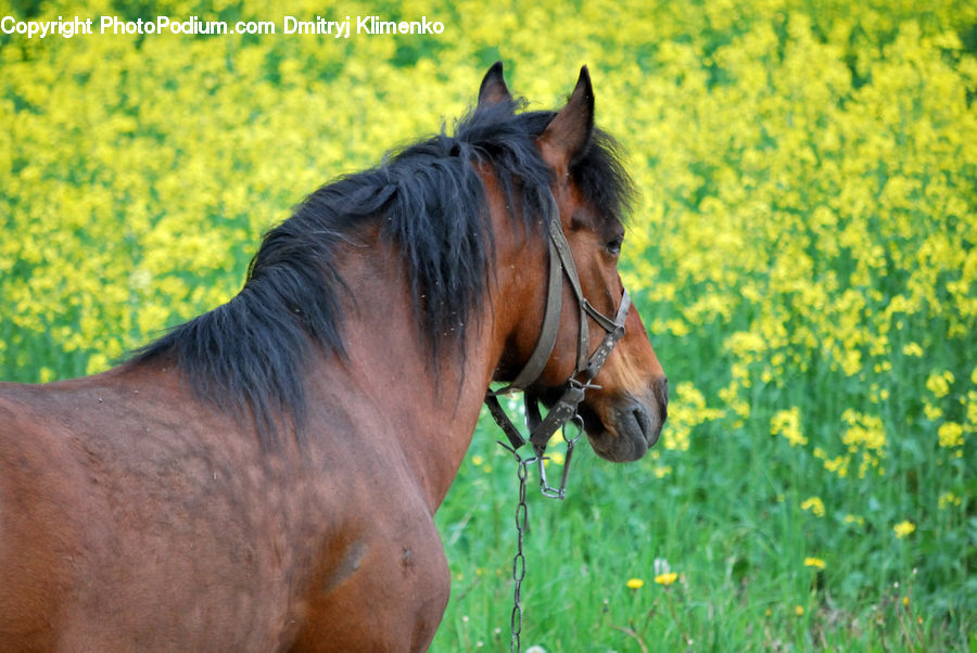 Animal, Colt Horse, Foal, Horse, Mammal, Stallion