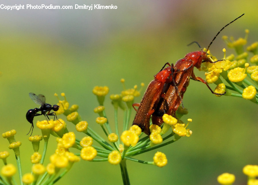 Ant, Insect, Invertebrate, Bee, Hornet, Wasp, Dill