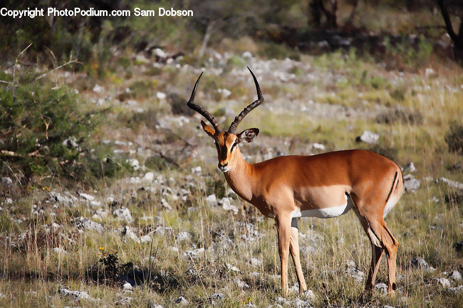 Animal, Gazelle, Impala, Mammal, Wildlife, Deer