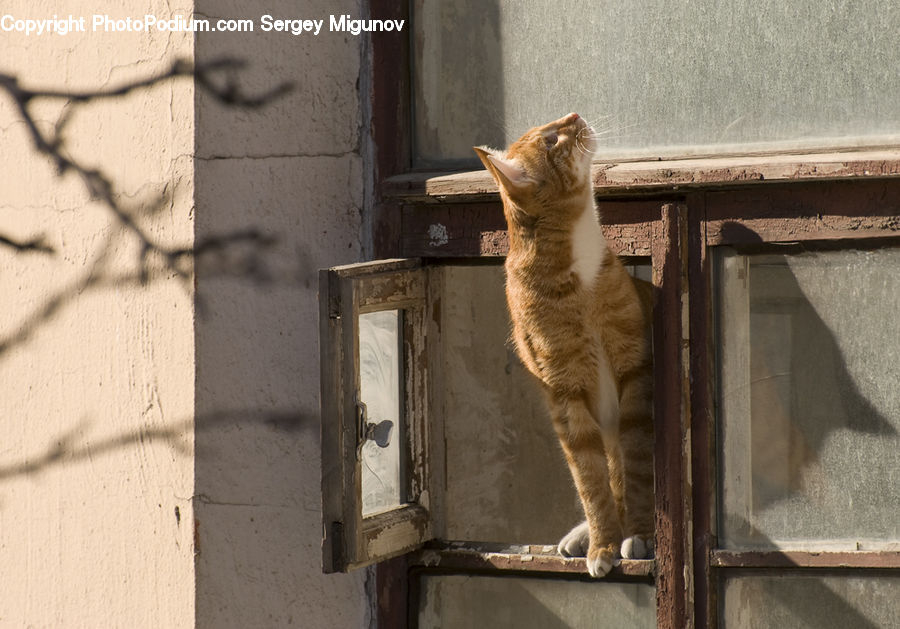 Animal, Cat, Mammal, Pet, Abyssinian, Cross, Crucifix