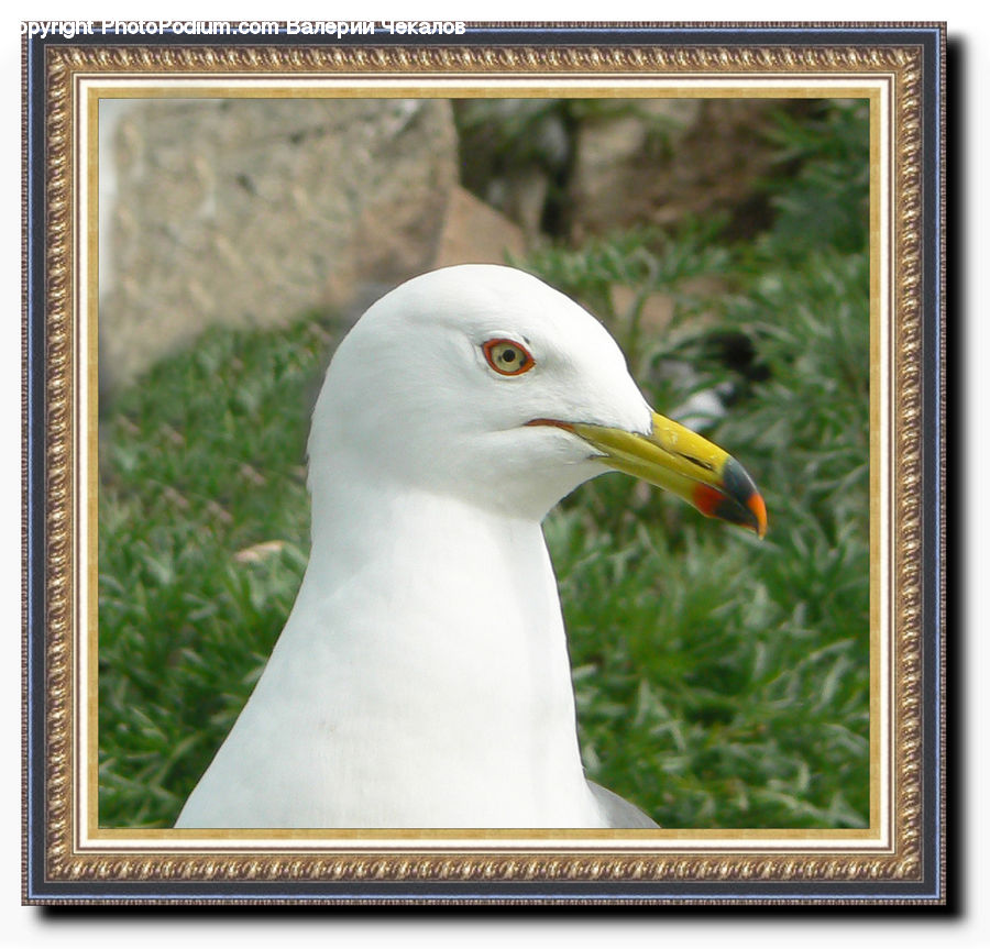 Beak, Bird, Seagull