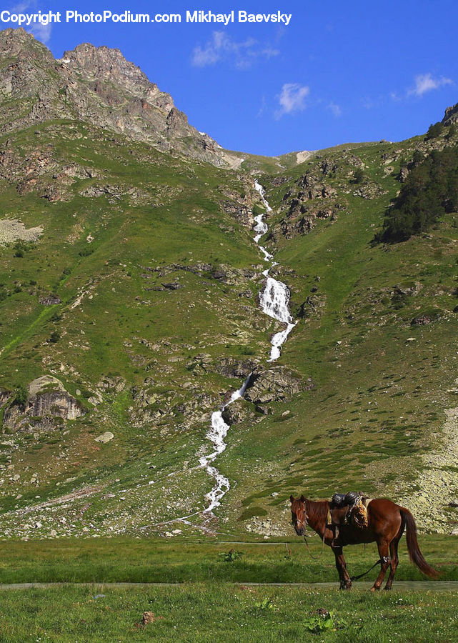 Animal, Horse, Mammal, Countryside, Grassland, Meadow, Outdoors