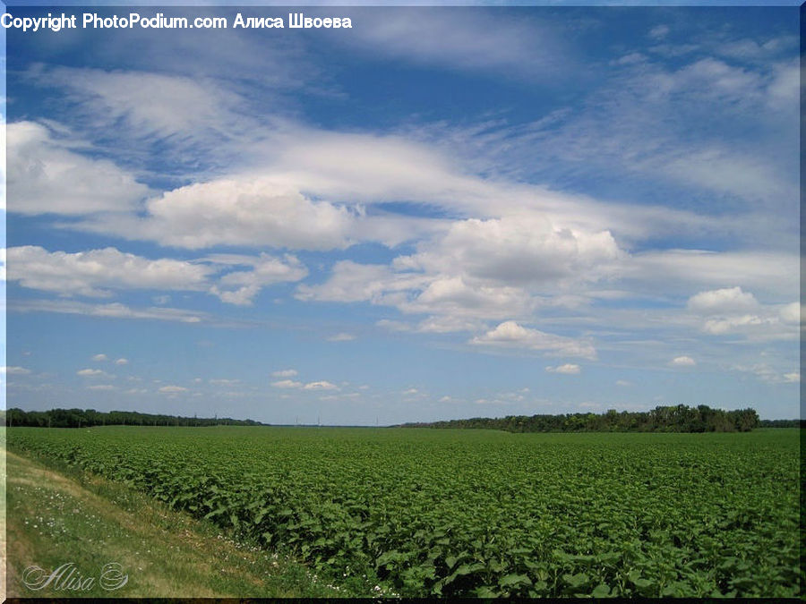 Cloud, Cumulus, Sky, Field, Grass, Grassland, Land