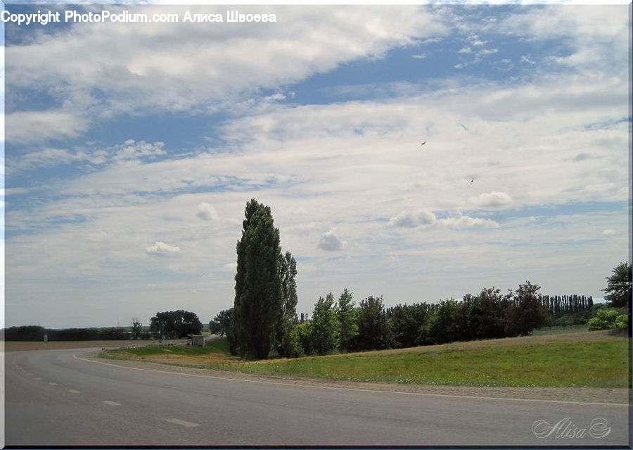Freeway, Road, Conifer, Fir, Pine, Plant, Spruce