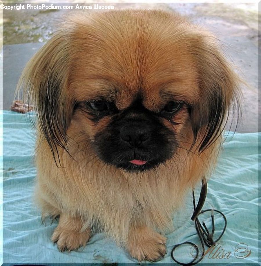 Animal, Pet, Canine, Dog, Mammal, Pug