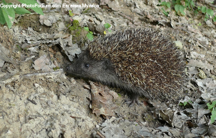Animal, Hedgehog, Mammal, Porcupine, Rodent, Outdoors, Soil