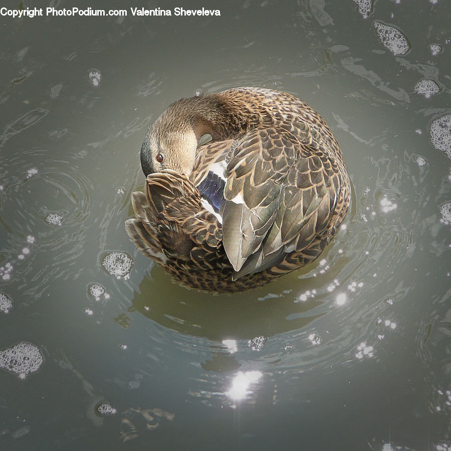 Bird, Duck, Teal, Waterfowl, Reptile, Sea Life, Sea Turtle