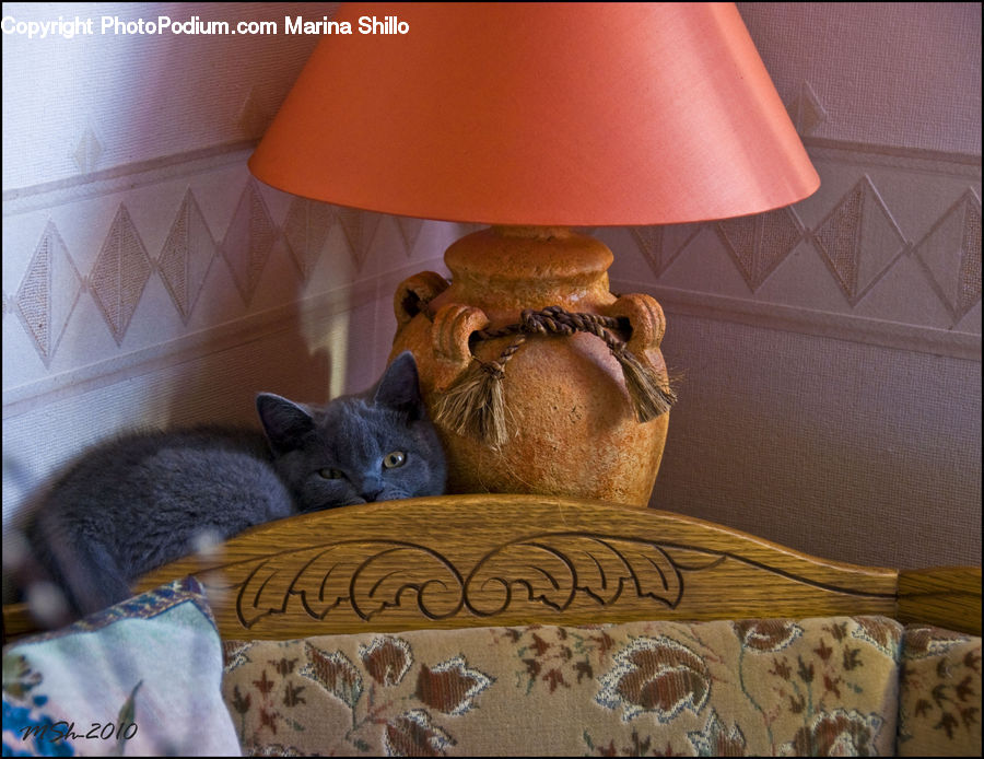 Lamp, Abyssinian, Animal, Cat, Mammal, Pet, Adorable