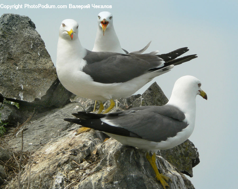 Bird, Seagull, Booby, Beak, Albatross, Eagle