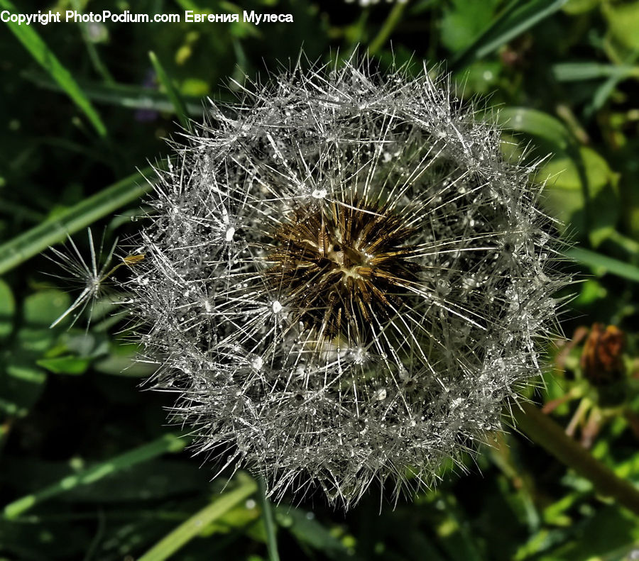 Dandelion, Flower, Plant, Blossom, Flora, Asteraceae, Aster