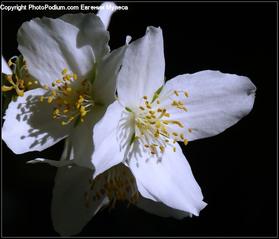 Blossom, Flora, Flower, Plant, Gladiolus, Cherry Blossom, Pollen