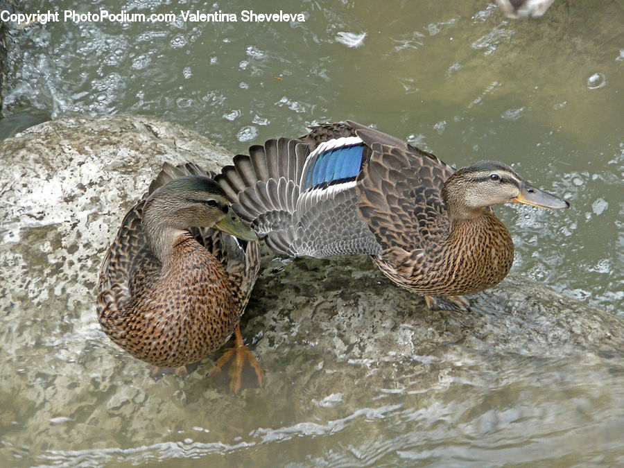 Bird, Duck, Teal, Waterfowl