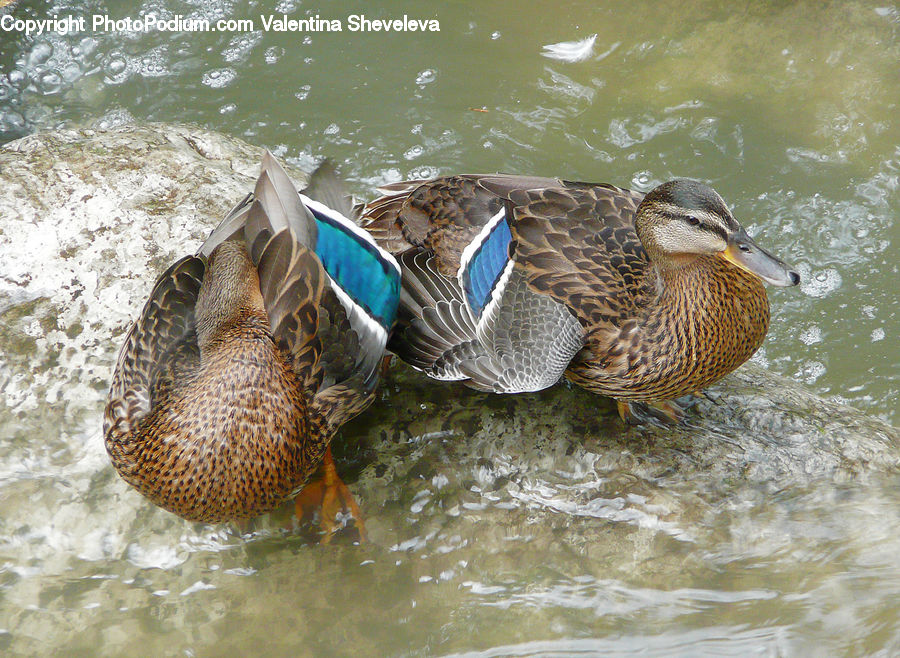 Bird, Duck, Teal, Waterfowl, Goose