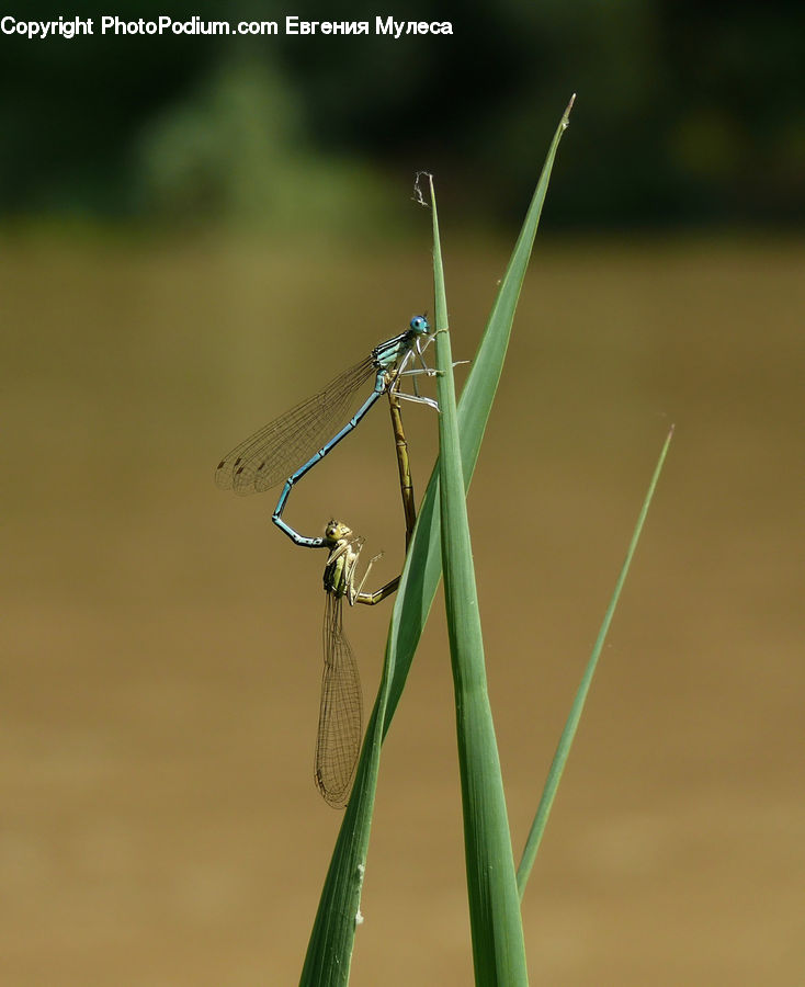 Insect, Invertebrate, Mosquito, Cricket Insect, Grasshopper, Anisoptera, Dragonfly