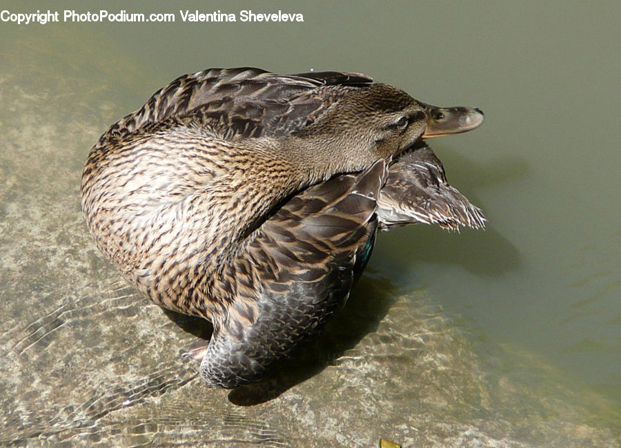 Bird, Duck, Teal, Waterfowl, Beak, Goose