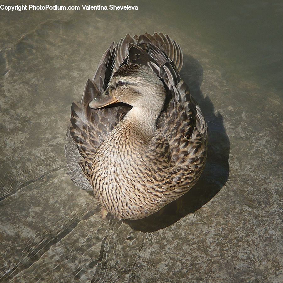Bird, Goose, Waterfowl, Duck, Teal, Beak