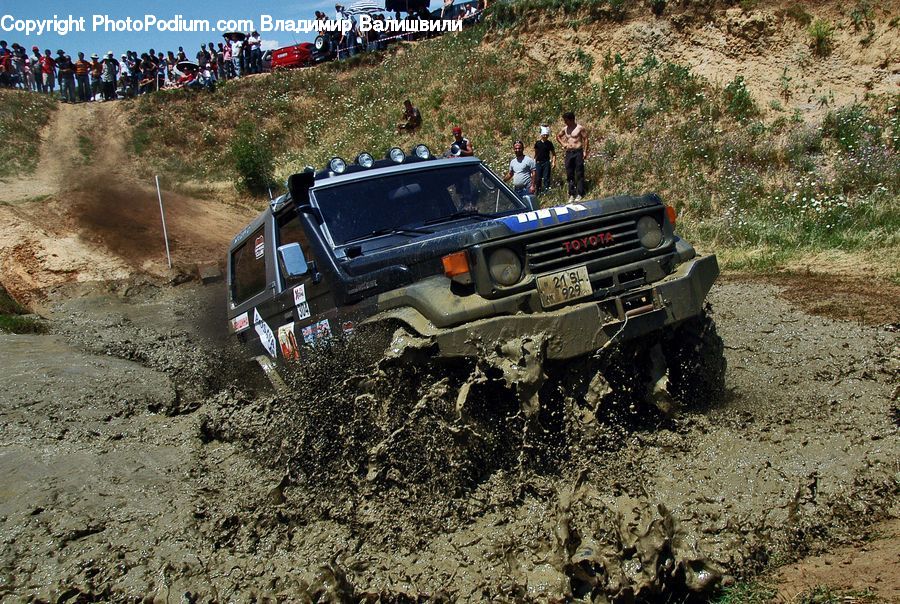 Car, Offroad, Suv, Vehicle, Jeep, Bush, Plant