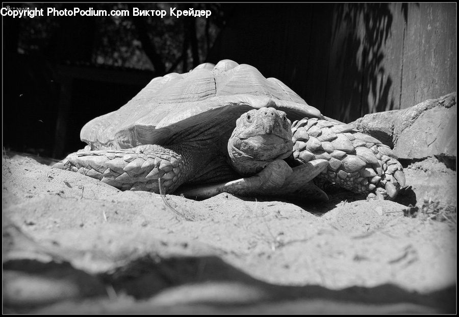 Reptile, Tortoise, Turtle, Art, Sculpture, Statue, Rock