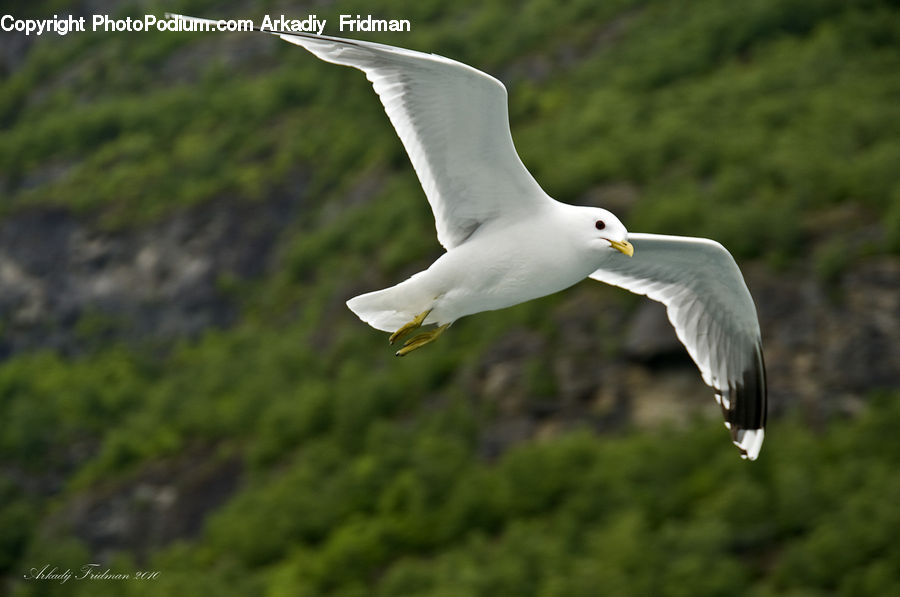 Bird, Seagull, Booby, Beak
